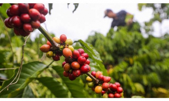 Thị trường nông sản cuối tuần suy yếu