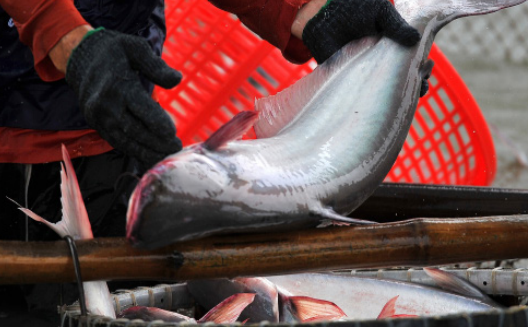 Xuất khẩu thủy sáng 2 tháng đầu năm 2023 giảm mạnh