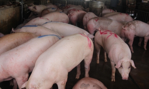Giá heo hơi vẫn chưa có dấu hiệu tăng trở lại