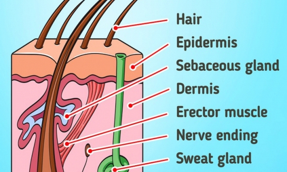 Có cần tẩy lông trên cơ thể hay không?