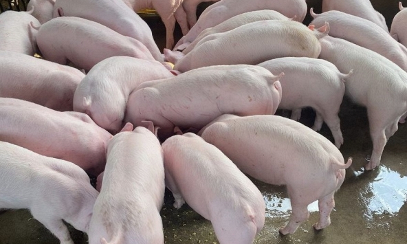 Giá heo hơi 8/3: Không giảm thêm