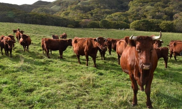 Vinamilk dự kiến đưa ra thị trường thịt bò tự nuôi từ năm 2024