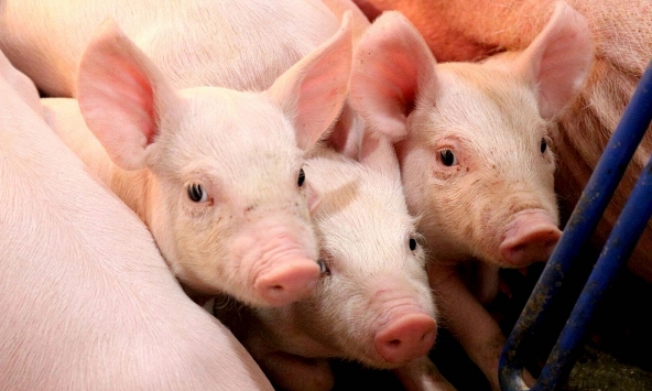 Giá heo hơi hôm nay 10/3: Heo hơi Trung Quốc tăng, giá heo trong nước có tăng theo?