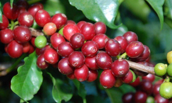 Thị trường nông sản ngày 11/3: Giá cà phê trong nước tăng nhẹ