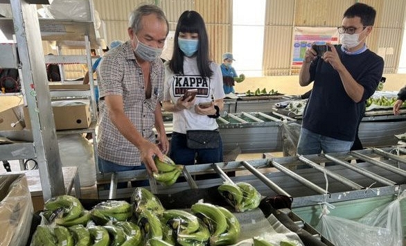 Hoàng Anh Gia Lai lãi hơn trăm tỷ đồng từ chuối trong tháng 2