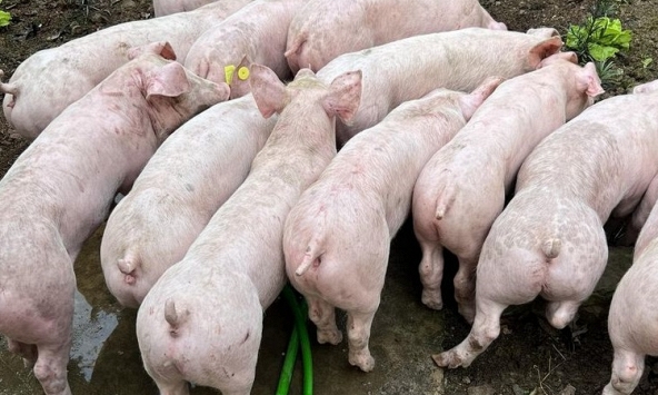 Giá heo hơi hôm nay 16/3: Giá heo hai miền diễn biến trái ngược