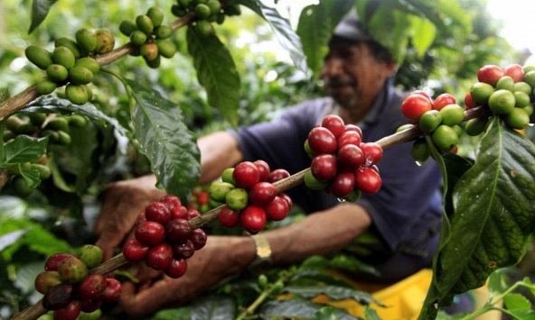 Trong tháng 2/2023, xuất khẩu cà phê của Việt Nam đạt trên 200.000 tấn