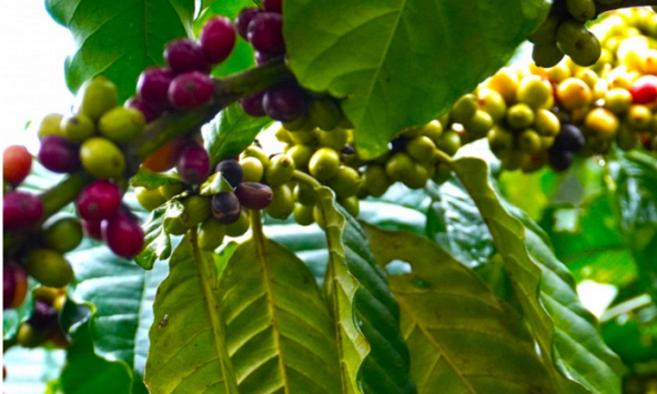 Giá xuất cà phê xuất khẩu của Việt Nam giảm so với cùng kỳ năm ngoái