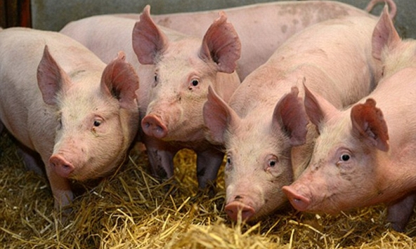 Giá heo hơi có thể tăng trong thời gian tới