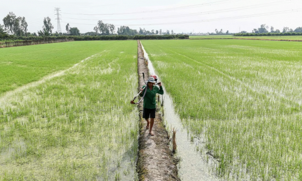 Vựa lúa châu Á nguy cơ bị đe dọa do cạn nước ngầm