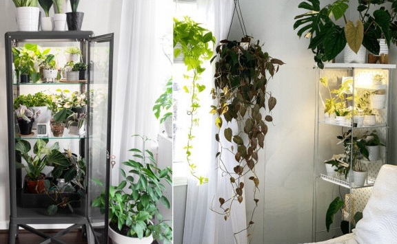 Trồng cây trong tủ kính: xu hướng tạo khoảng xanh độc lạ