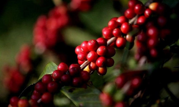 Thị trường nông sản cuối tuần: Giá tiêu, cà phê tăng, cao su giảm