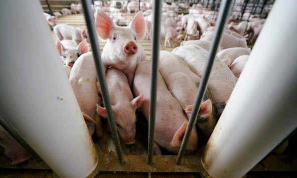 Giá heo hơi hôm nay 17/3: Giá heo ba miền khá tương đồng