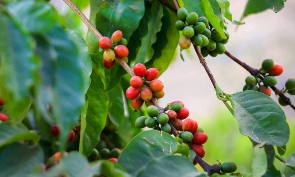 Thị trường nông sản đầu tuần: Giá cà phê, cao su tăng giá hồ tiêu đi ngang