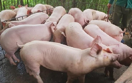 Giá heo hơi chưa có dấu hiệu giảm thêm