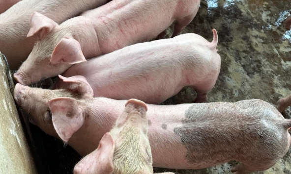 Giá heo hơi hôm nay 22/3: Giá heo ba miền giữ ổn định
