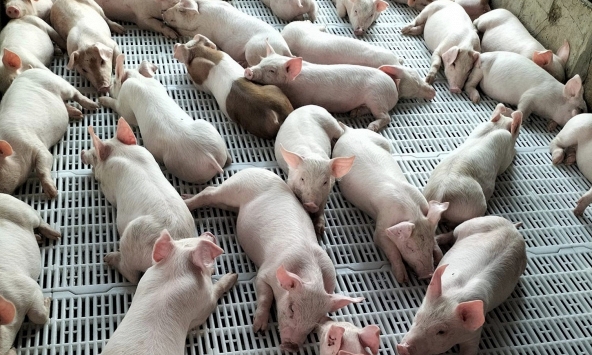 Giá heo hơi hôm nay 23/3: Giá heo miền Bắc lại giảm