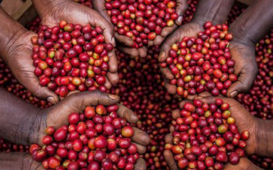 Hà Lan bất ngờ tăng mạnh lượng cà phê nhập khẩu từ Việt Nam