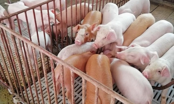 Giá heo hơi 24/3: Giao dịch trầm lắng, giá đi ngang