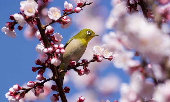 Ngắm hoa anh đào trên khắp thế giới