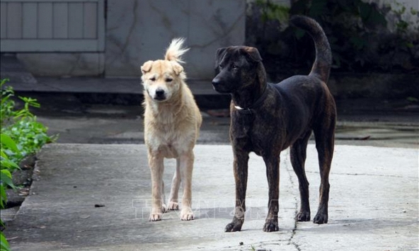 Bệnh dại ở Đồng Nai diễn biến phức tạp