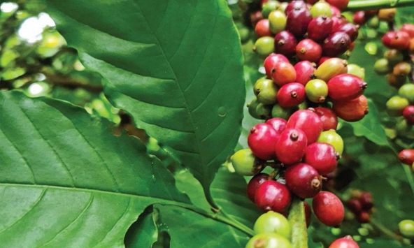 Việt Nam xuất khẩu 91.000 tấn cà phê trong nửa đầu tháng 3