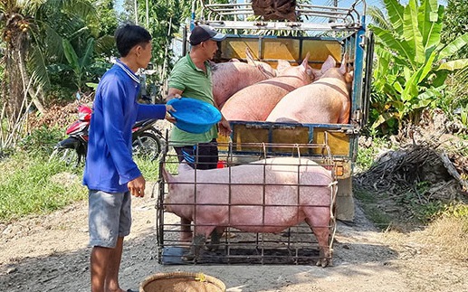 Giá heo hơi 25/3: Nguồn cung tăng, nguy cơ giảm thêm
