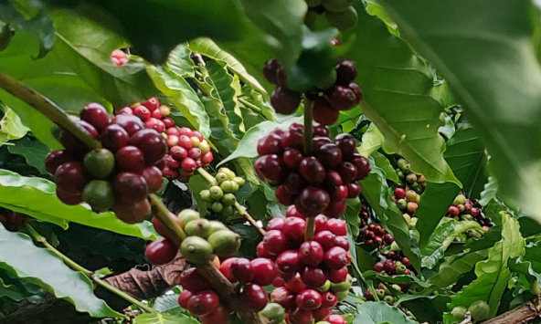 Xuất khẩu tiêu trong tháng 3 có thể đạt khoảng 30.000 tấn