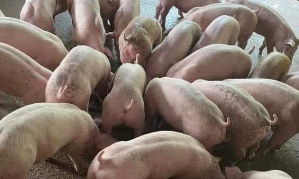 Giá heo hơi miền Bắc chuyển biến tích cực