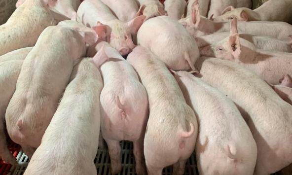 Giá heo hơi 28/3: Không biến động