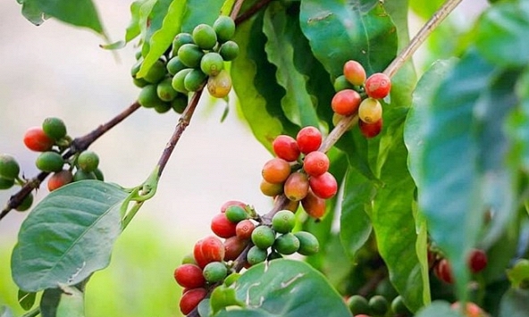 Xuất khẩu tiêu trong tháng 2 của Việt Nam cao nhất kể từ tháng 6 năm ngoái