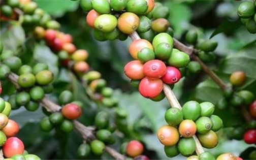 Thị trường nông sản cuối tháng 3 giảm