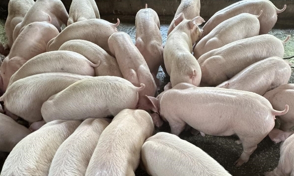 Giá heo hơi hôm nay 30/3: Giá heo miền Bắc không tăng dù sức mua được cải thiện
