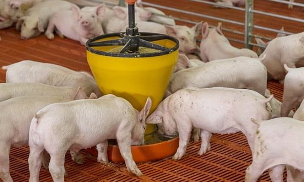 Nguồn cung heo hơi giảm nhưng giá vẫn chưa tăng