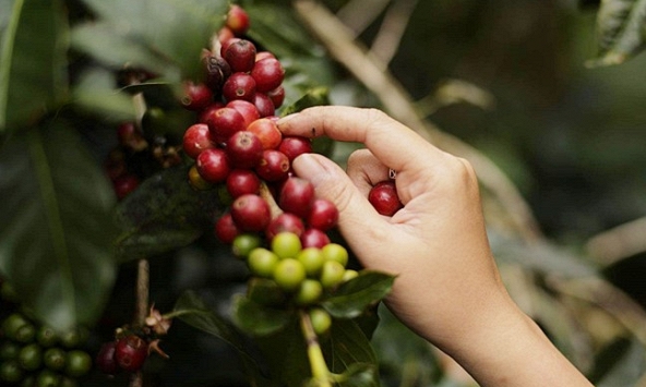 Biến động trái chiều, giá cà phê bất ngờ tăng mạnh