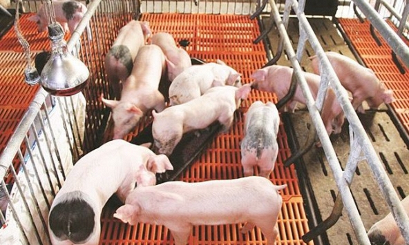 Giá heo hơi hôm nay 1/4: Miền Bắc tăng nhẹ