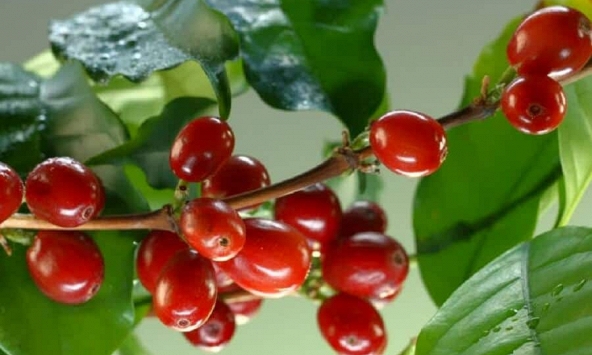 Giá nông sản thế giới có thể tiếp tục điều chỉnh giảm