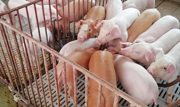 Giá heo hơi 3/4: Miền Bắc duy trì đà tăng