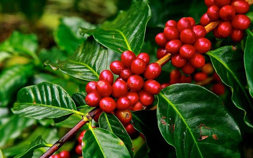 Thị trường nông sản ngày 4/4: Giá cà phê bật tăng