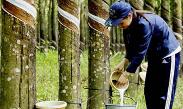 Xuất khẩu cao su tháng 3 giá giảm, lượng tăng