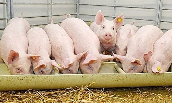 Giá heo hơi hôm nay 5/4: Xuất khẩu thịt tăng, nhập khẩu giảm, giá heo hơi trong nước vẫn thấp