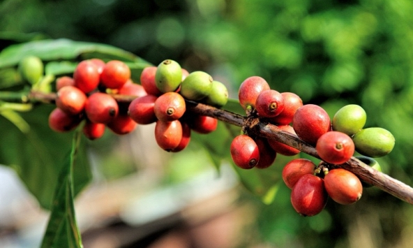 Thị trường nông sản 5/4: Giá cà phê thế giới sẽ tăng do thâm hụt kỷ lục?