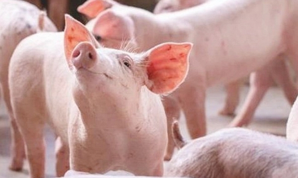Giá heo hơi 6/4: Miền Bắc có dấu hiệu tăng trở lại