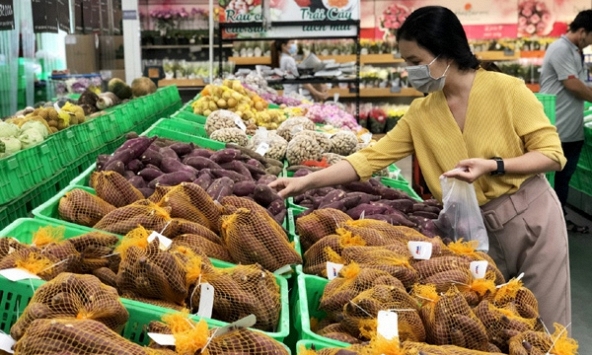 70 vùng trồng, 13 cơ sở đóng gói khoai lang đủ điều kiện xuất khẩu sang Trung Quốc