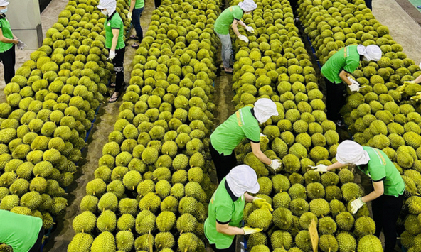 Xuất khẩu rau quả tăng mạnh trong 3 tháng đầu năm 2023