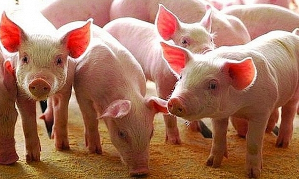 Giá heo hơi hôm nay 7/4: Giá heo ba miền giữ nguyên
