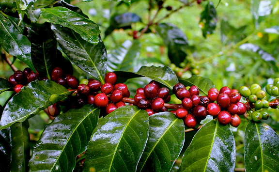 Áp lực nguồn cung tiếp tục điều khiển giá cà phê giảm