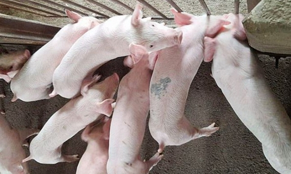 Giá heo hơi 8/4: Phía Nam tăng nhẹ