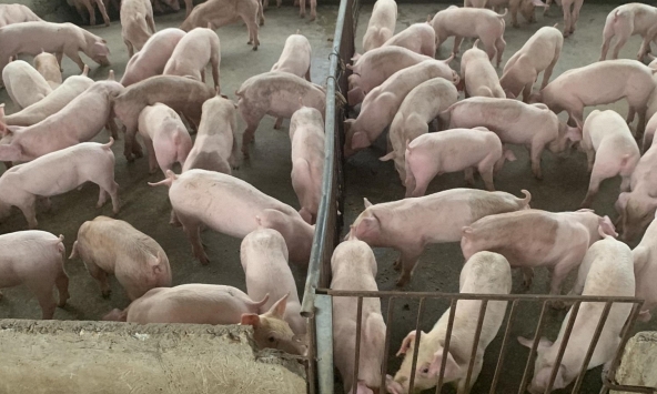 Giá heo hơi 11/4: Vùng tăng giá mở rộng