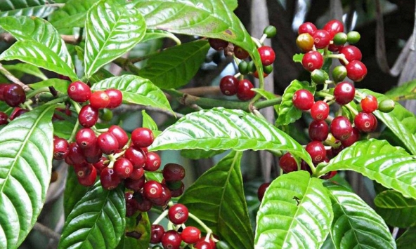 Xuất khẩu cà phê Việt Nam ước đạt 2.214 USD/tấn trong quý 1/2023